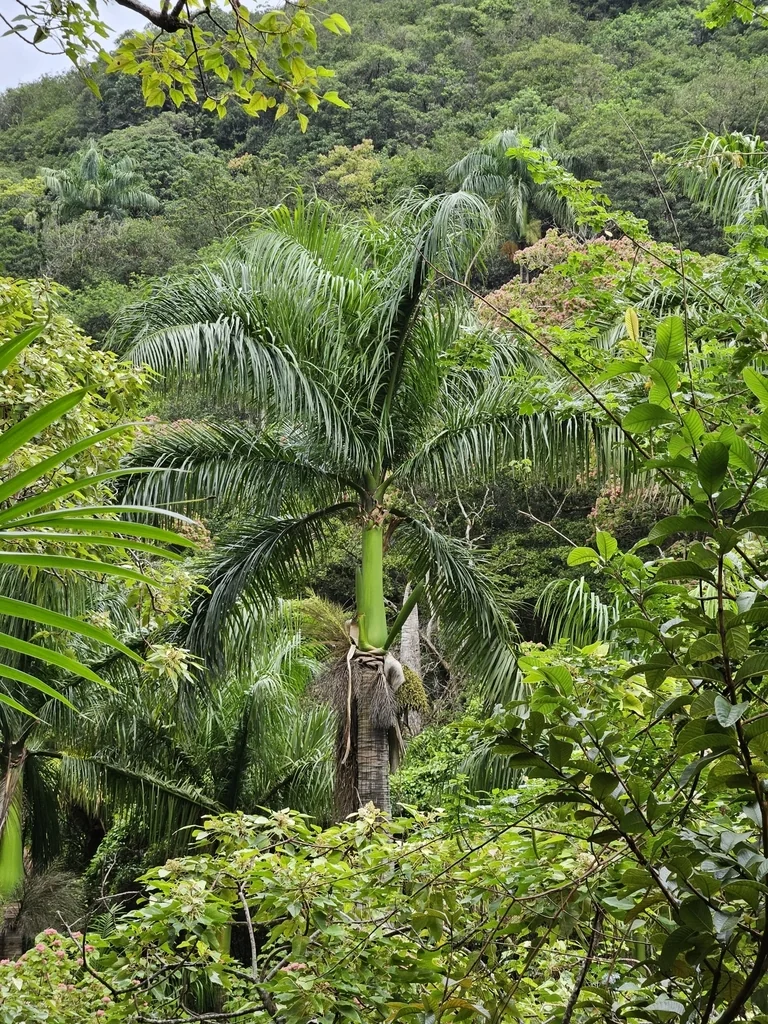 Roystonea Regia
