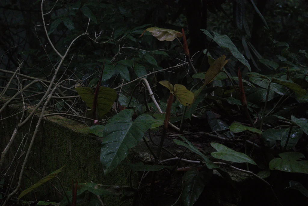 Philodendron erubescens