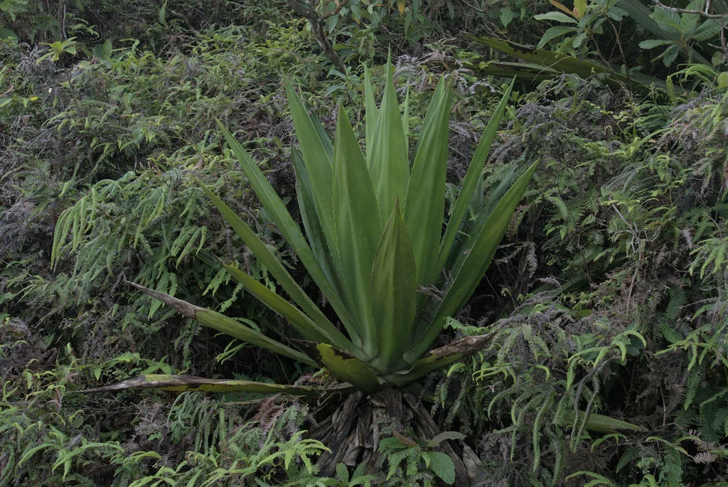 Furcraea Foetida