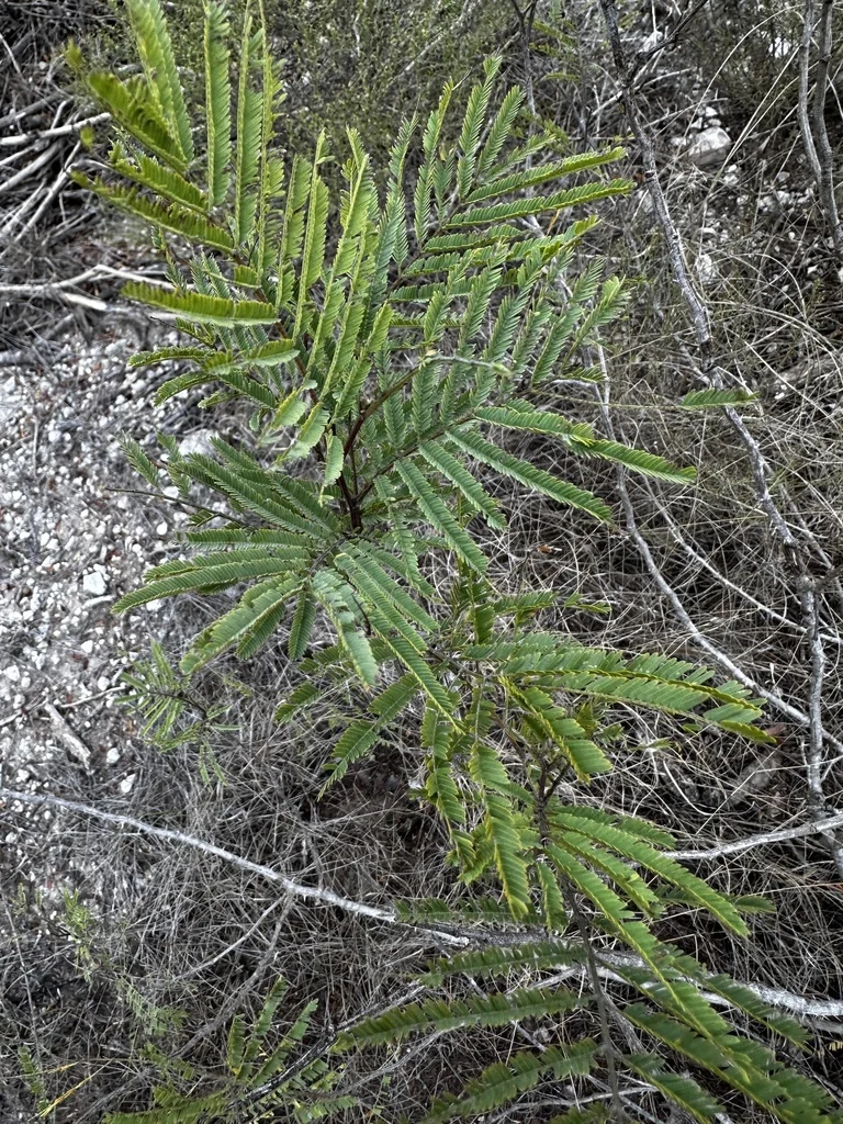 Acacia Berlandieri