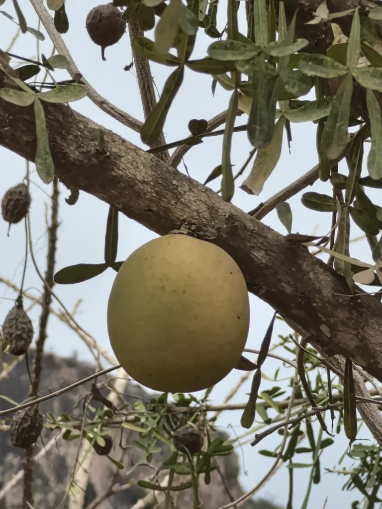 Crescentia Alata