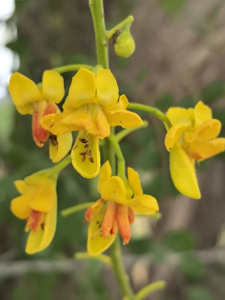 Caesalpinia Cacalaco