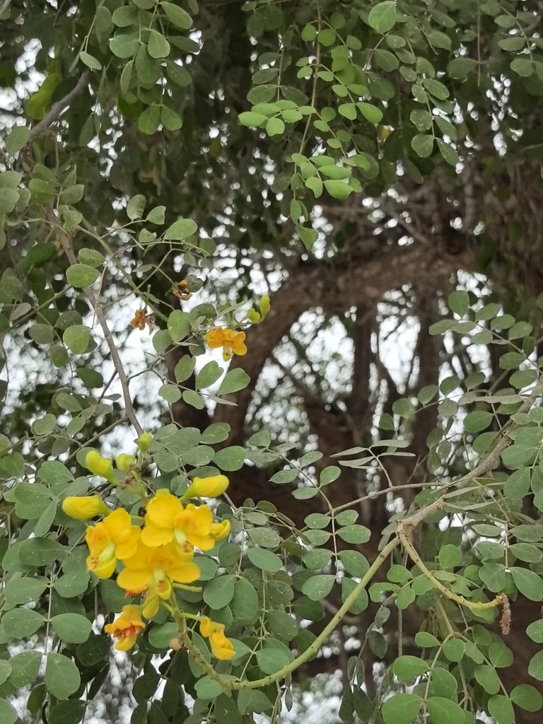 Caesalpinia Cacalaco