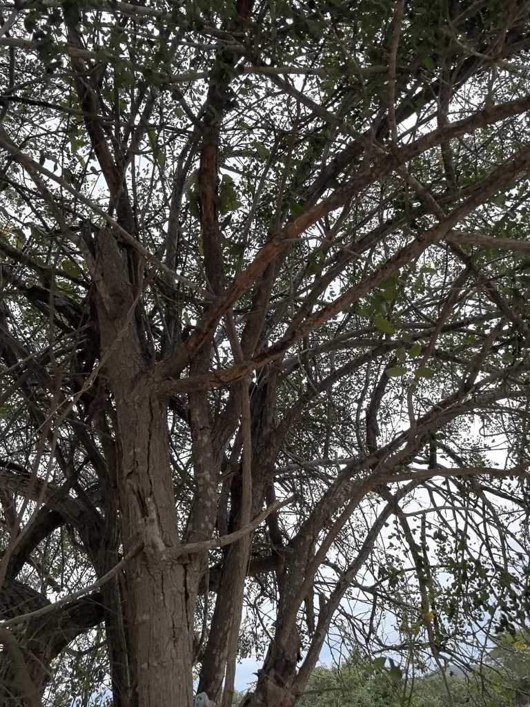 Caesalpinia Cacalaco