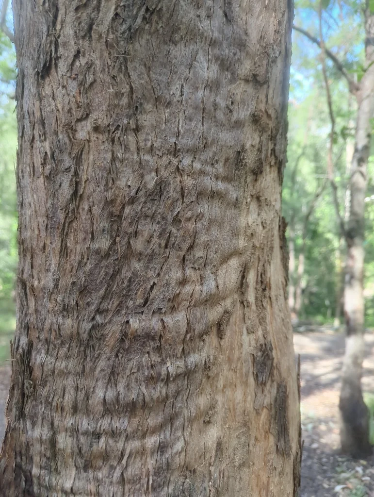 Eucalyptus Microcorys