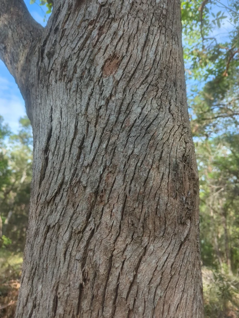 Lophostemon Confertus