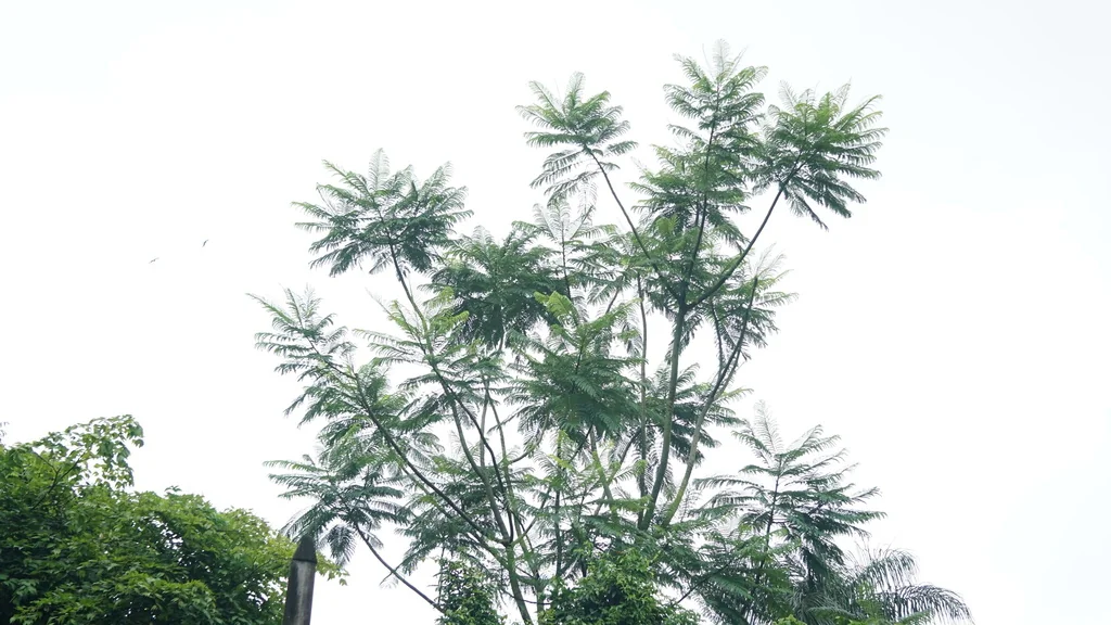 Schizolobium Parahyba
