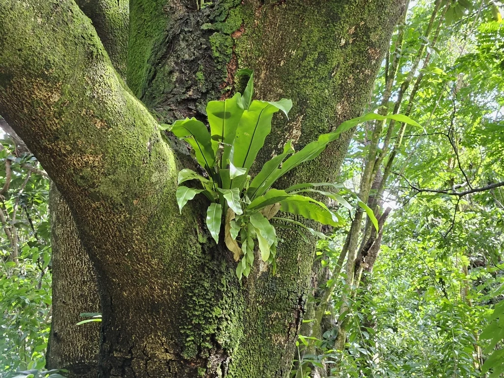 Asplenium Nidus