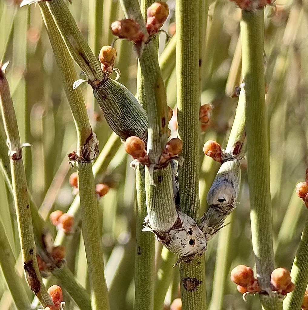 Ephedra Californica