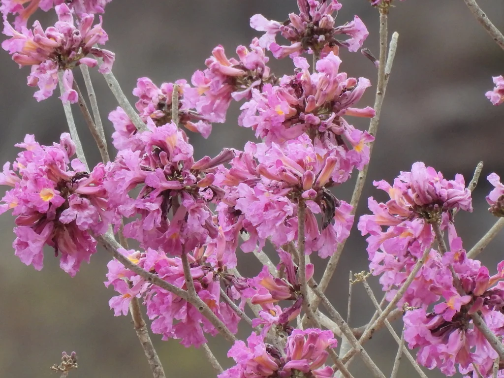 Tabebuia Impetiginosa