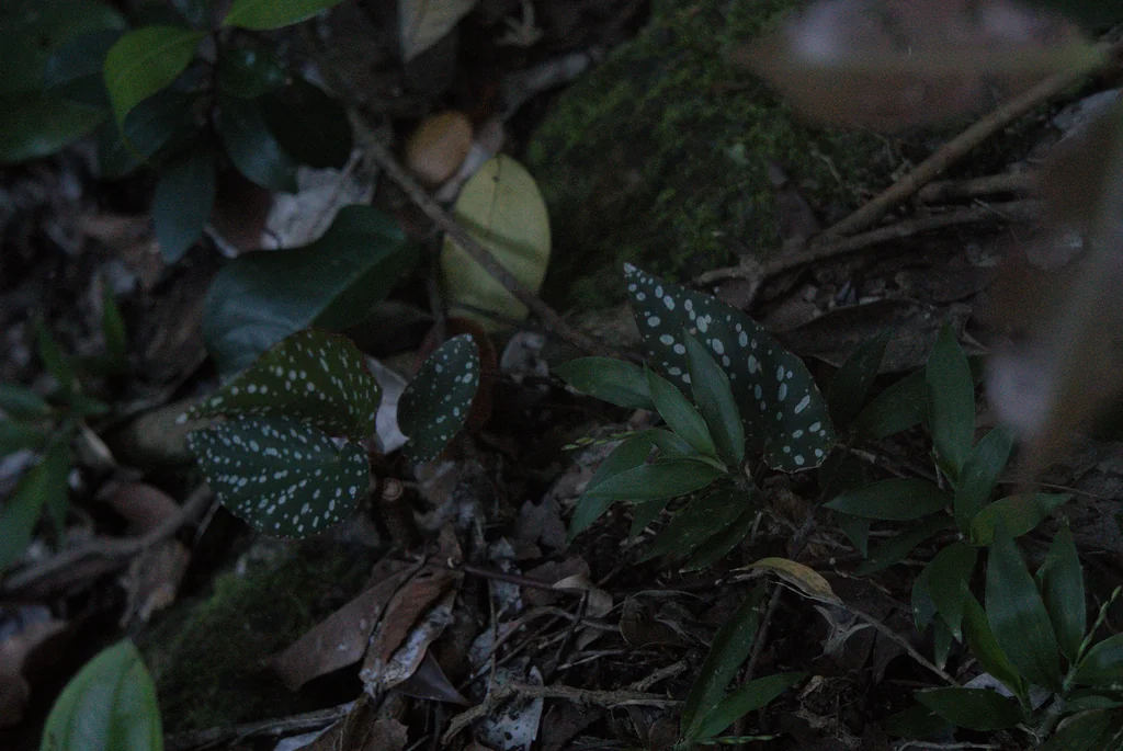 Begonia maculata