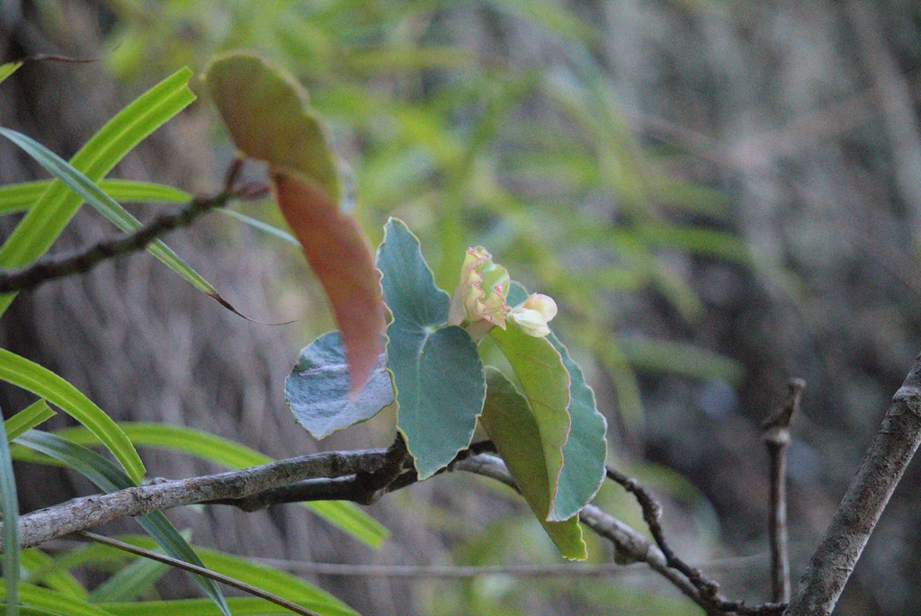 Begonia maculata