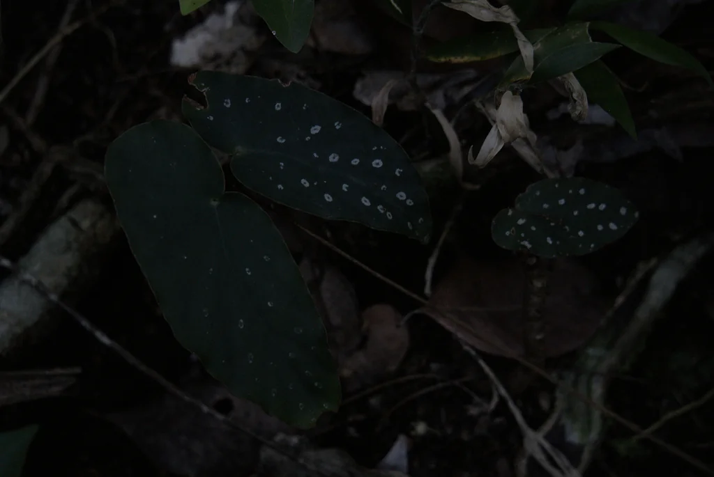 Begonia maculata