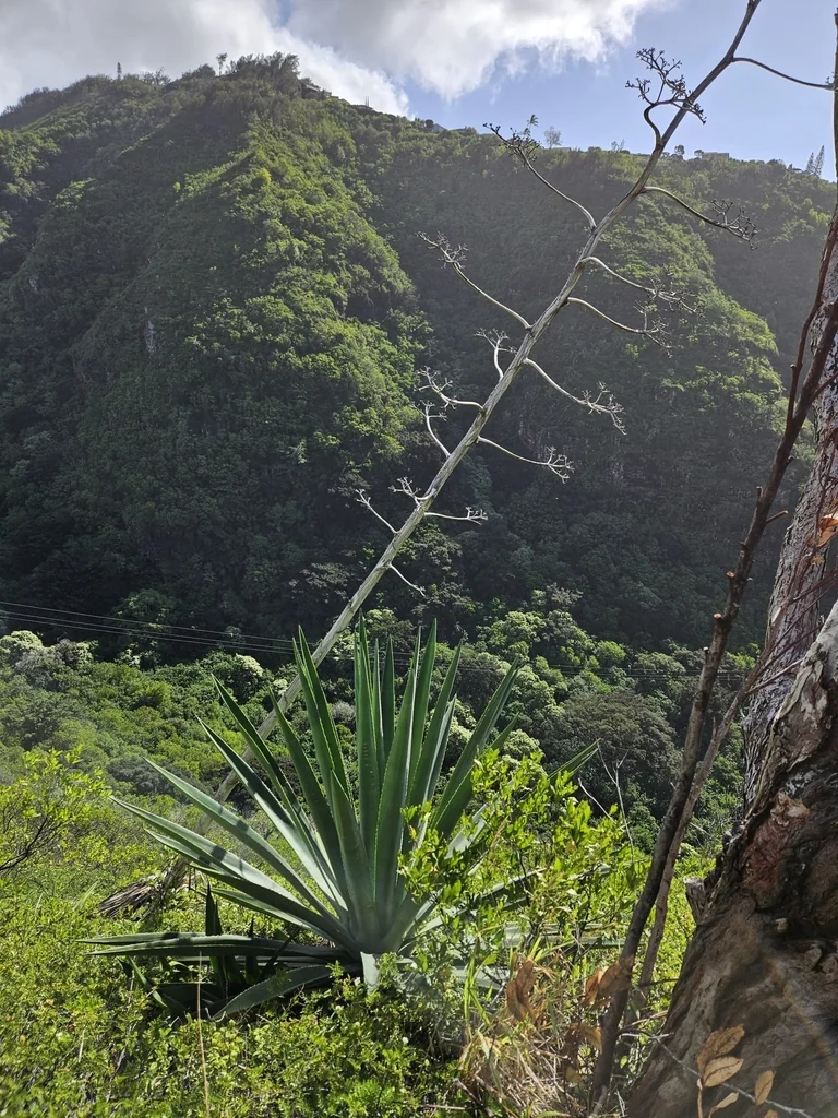 Agave Sisalana