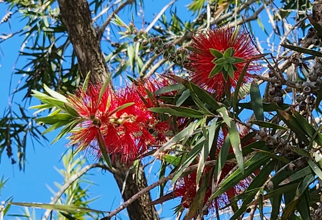 Callistemon Viminalis