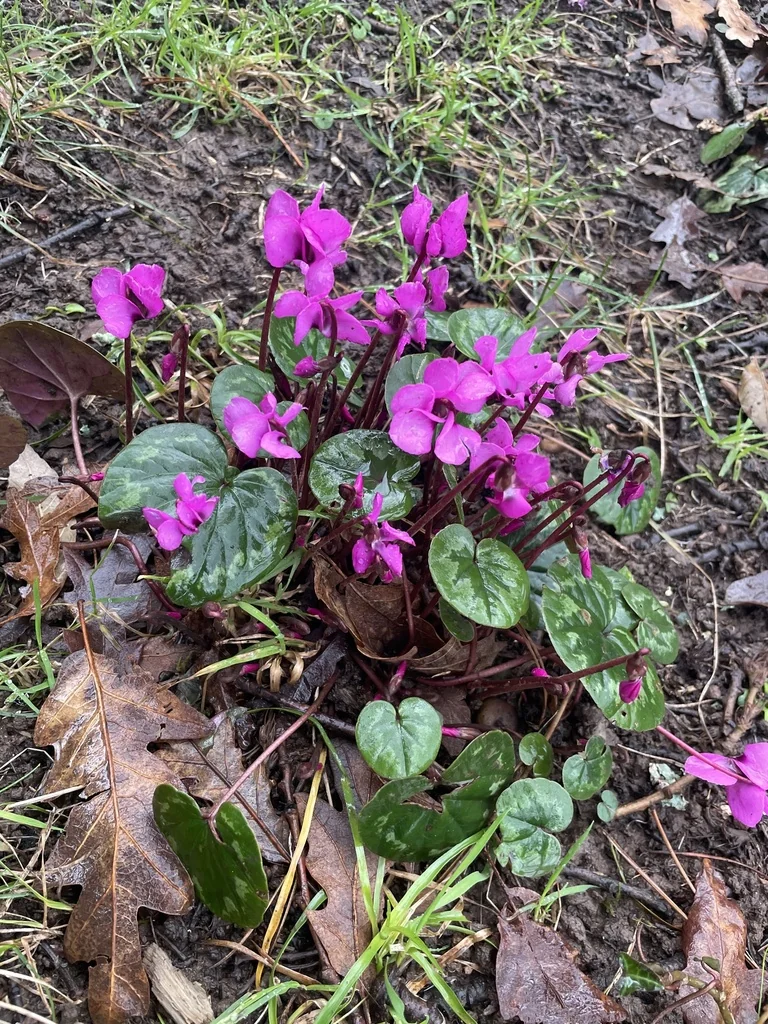 Cyclamen Coum