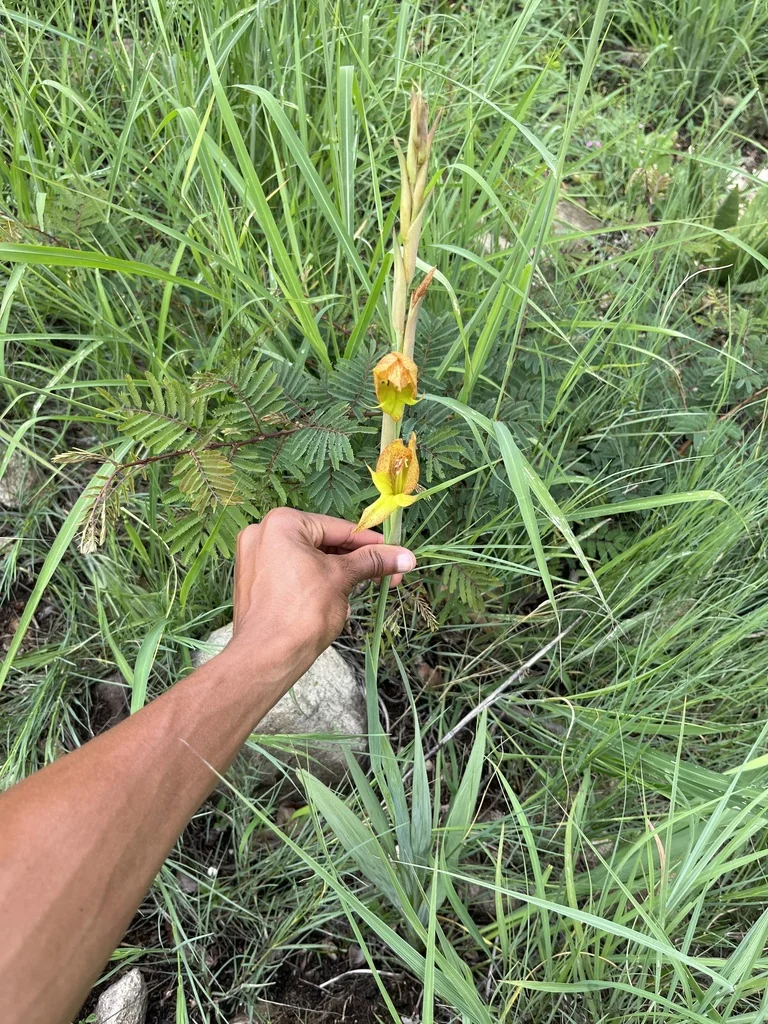 Gladiolus Dalenii