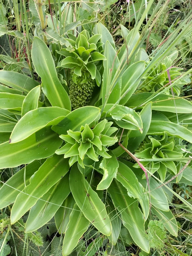 Eucomis Autumnalis