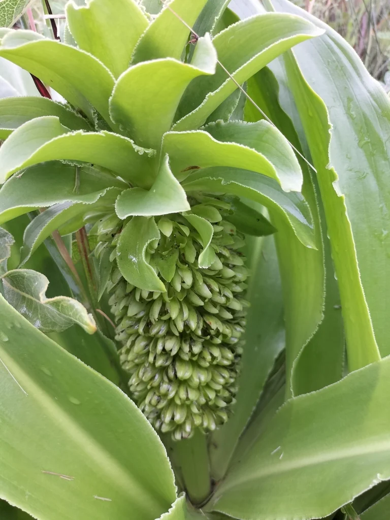Eucomis Autumnalis