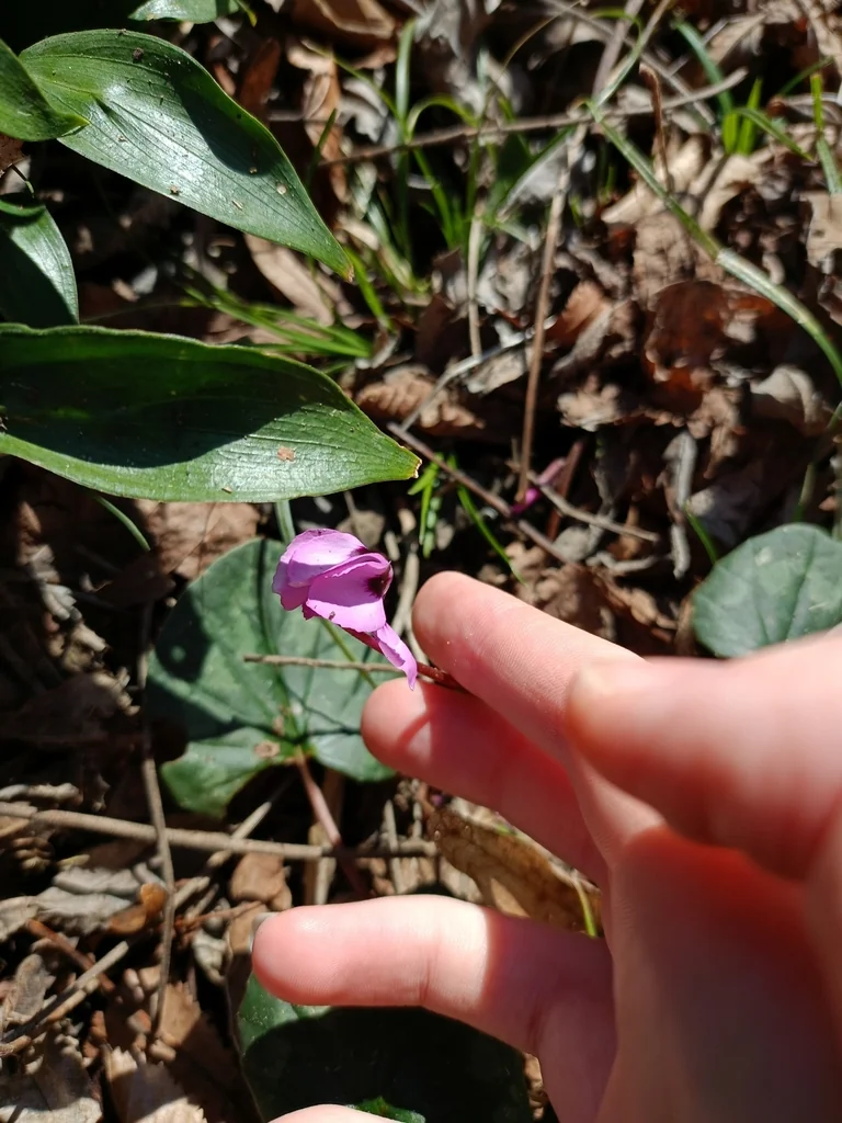 Cyclamen Coum