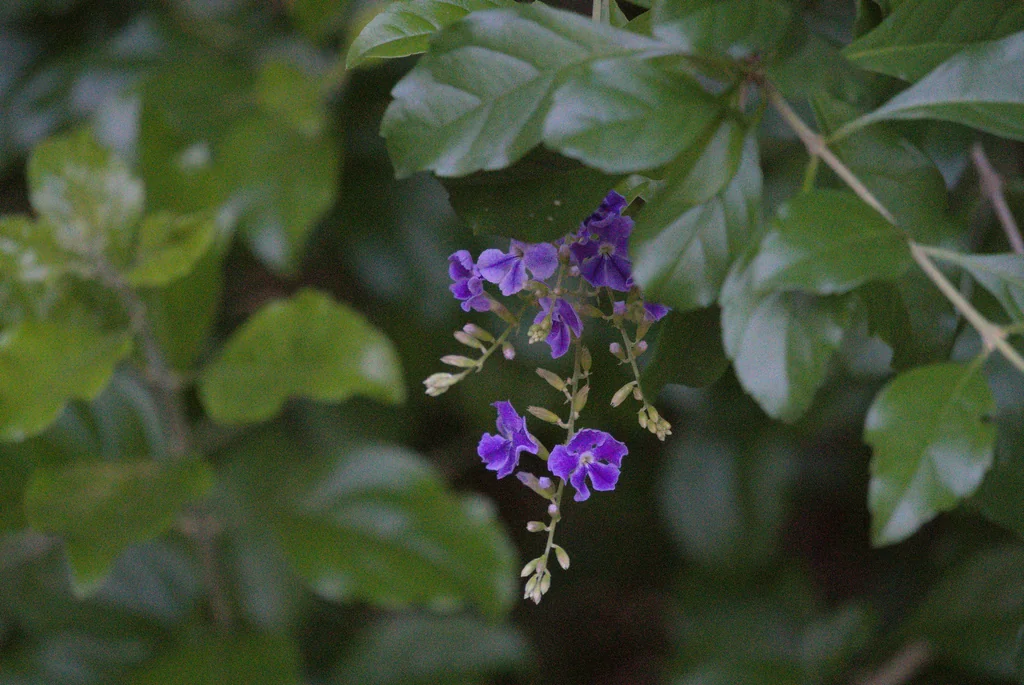 Duranta Erecta