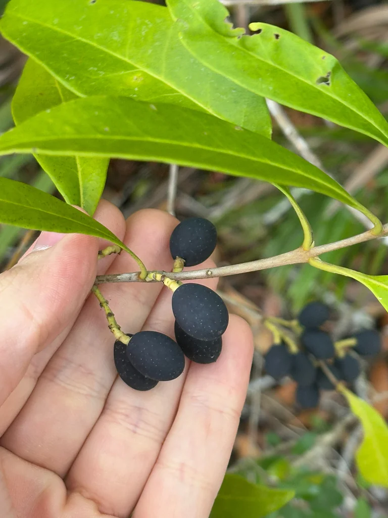 Osmanthus Americanus