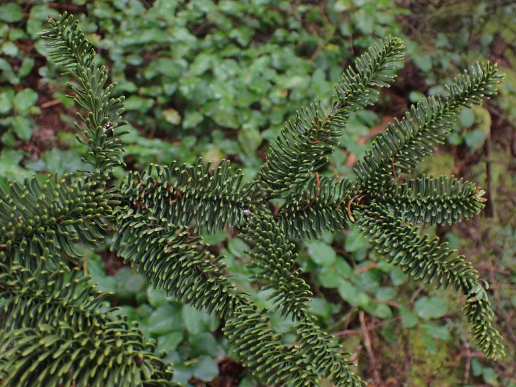 Abies Procera