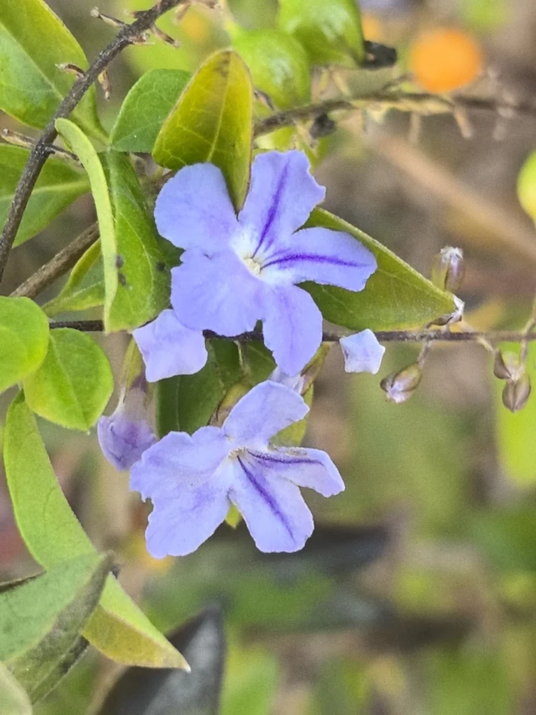Duranta Erecta