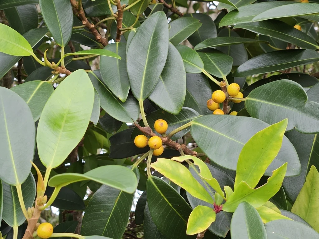 Ficus rubiginosa