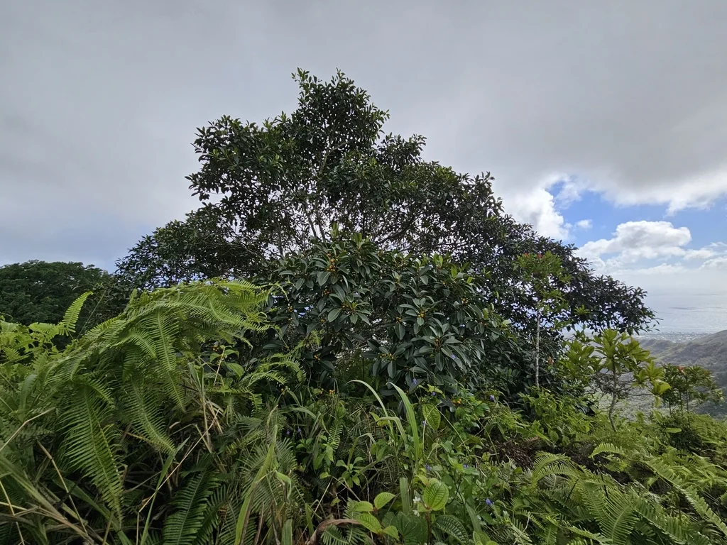 Ficus rubiginosa
