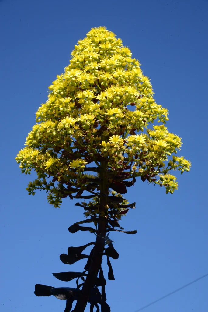 Aeonium Arboreum