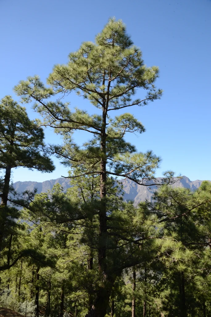 Pinus Canariensis