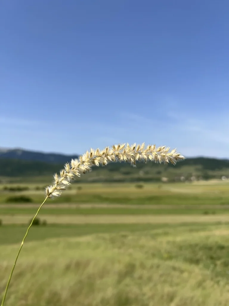 Melica Ciliata