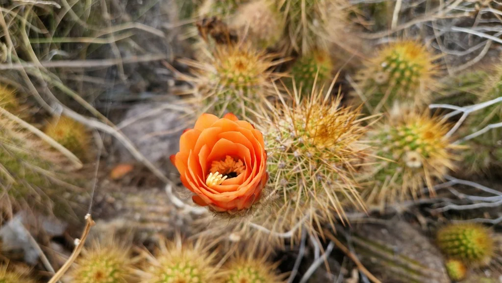 Echinopsis Huascha