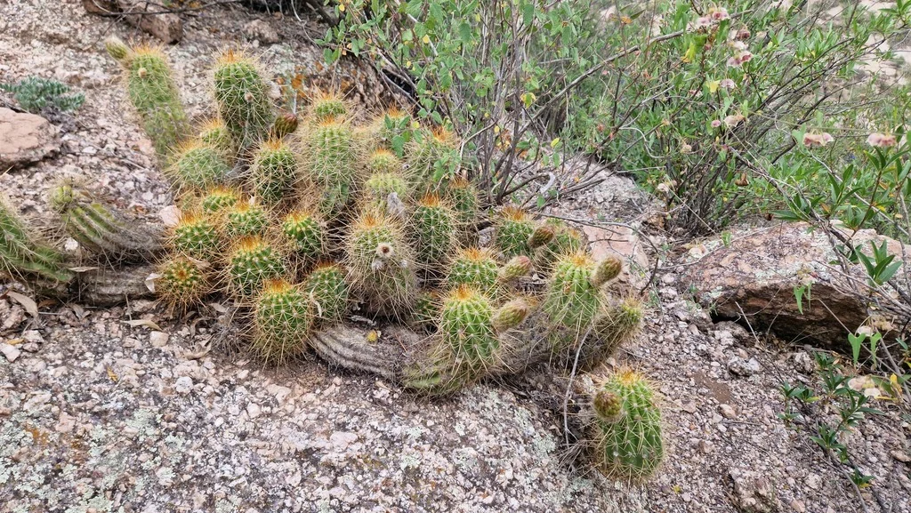 Echinopsis Huascha