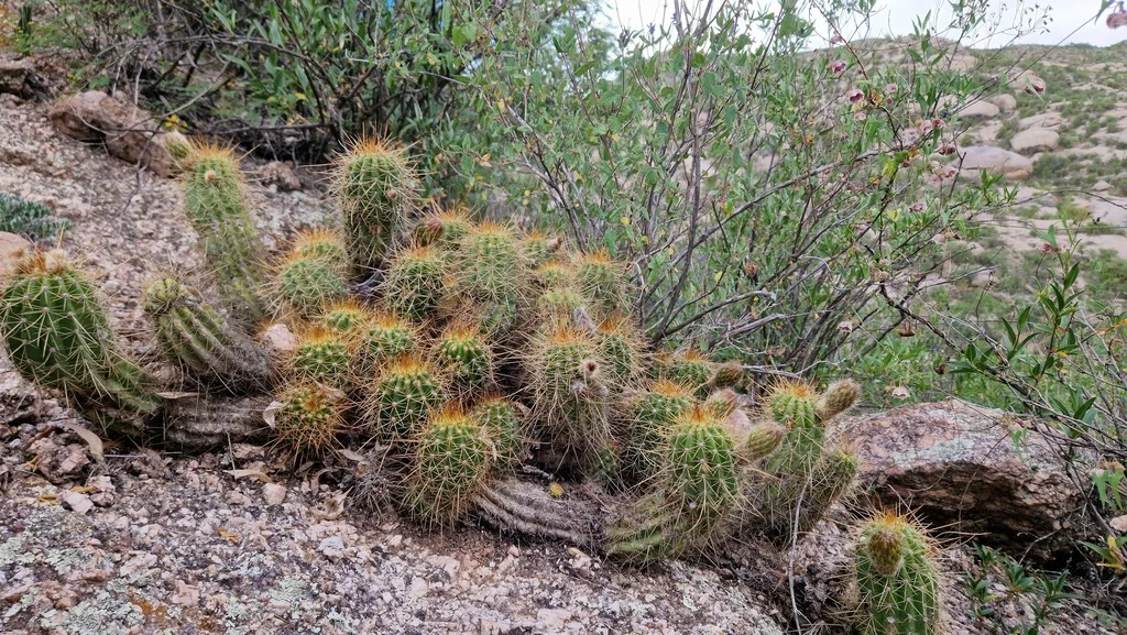 Echinopsis Huascha