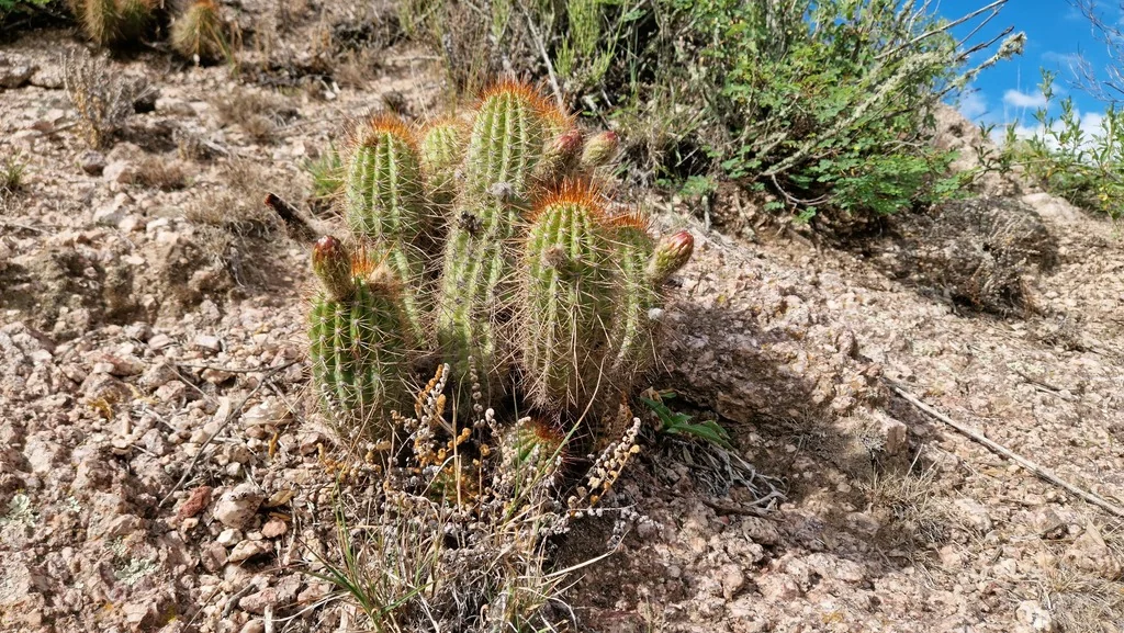 Echinopsis Huascha