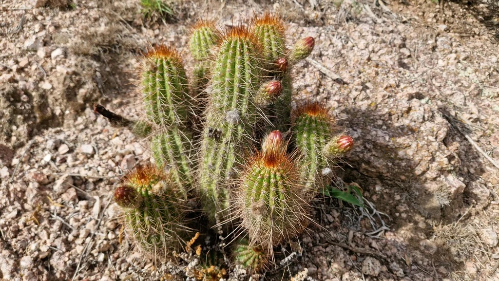 Echinopsis Huascha