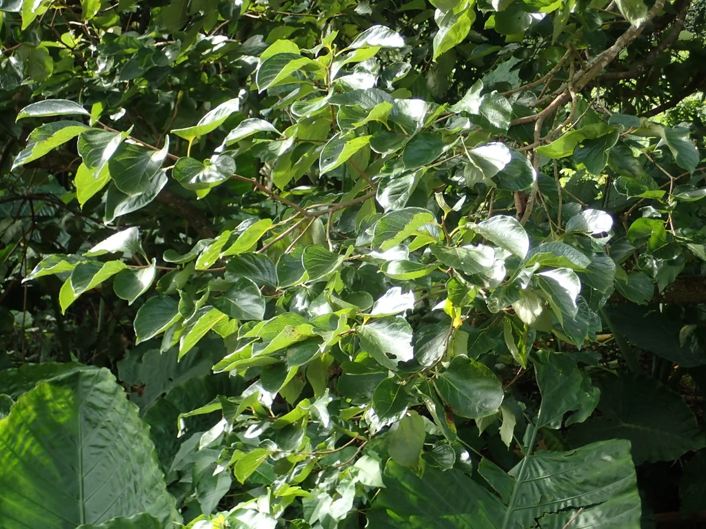 Diospyros Kaki
