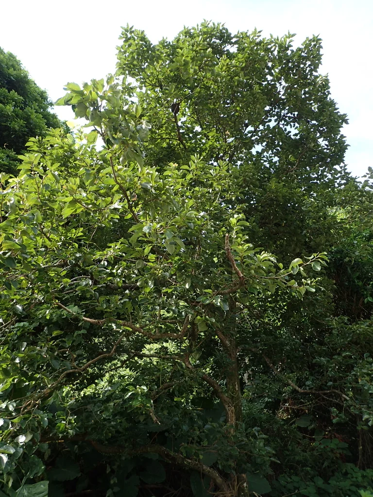 Diospyros Kaki