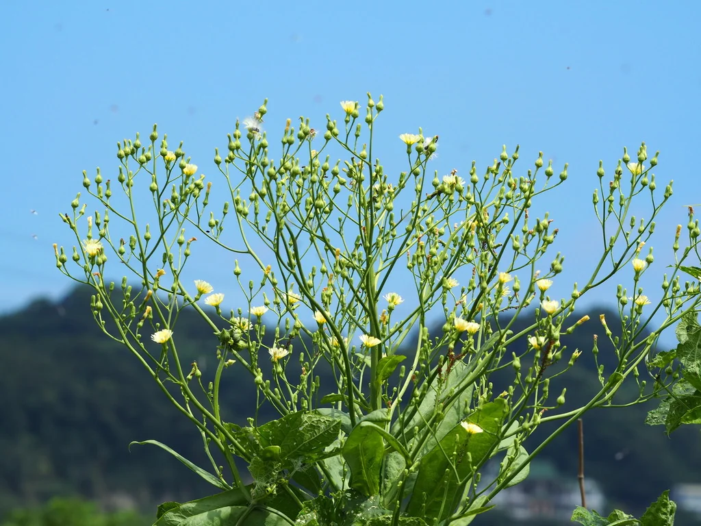 Lactuca Sativa