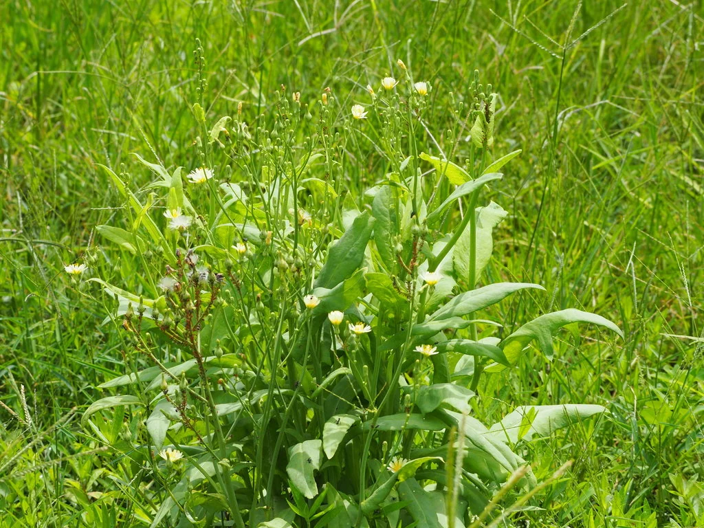 Lactuca Sativa