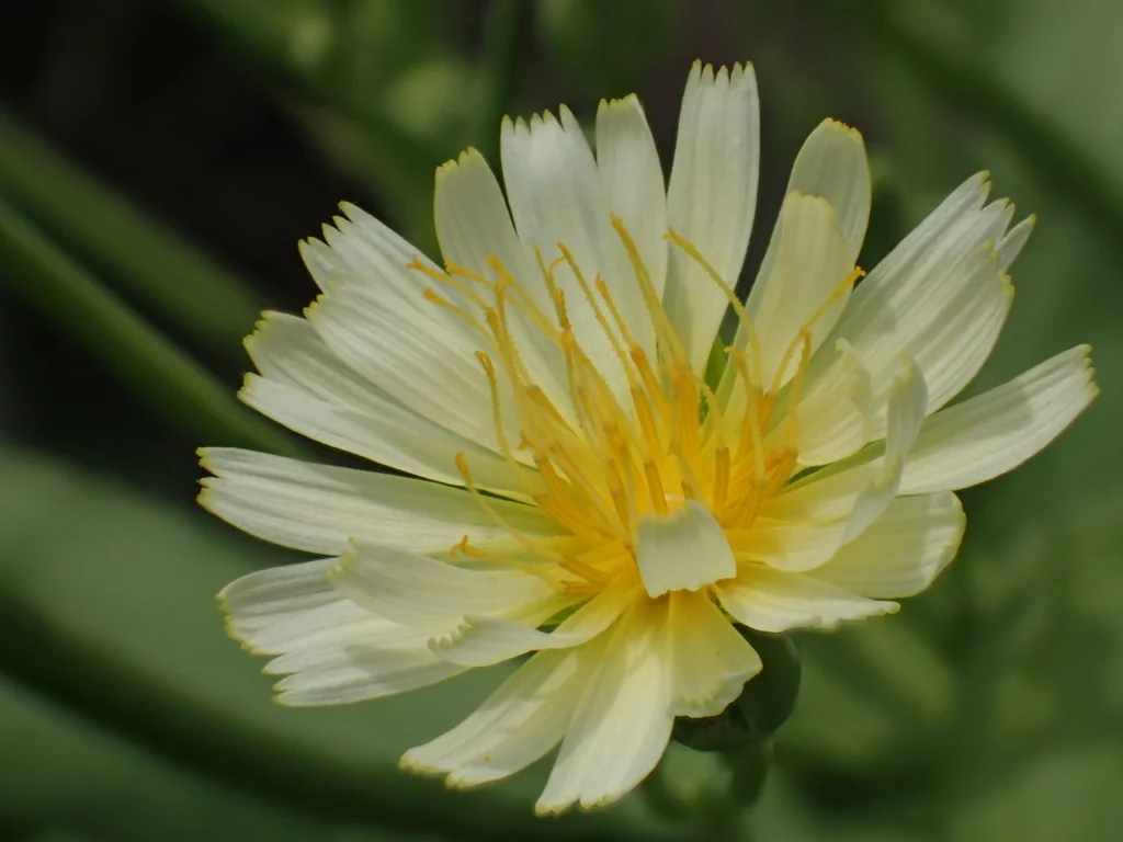 Lactuca Sativa