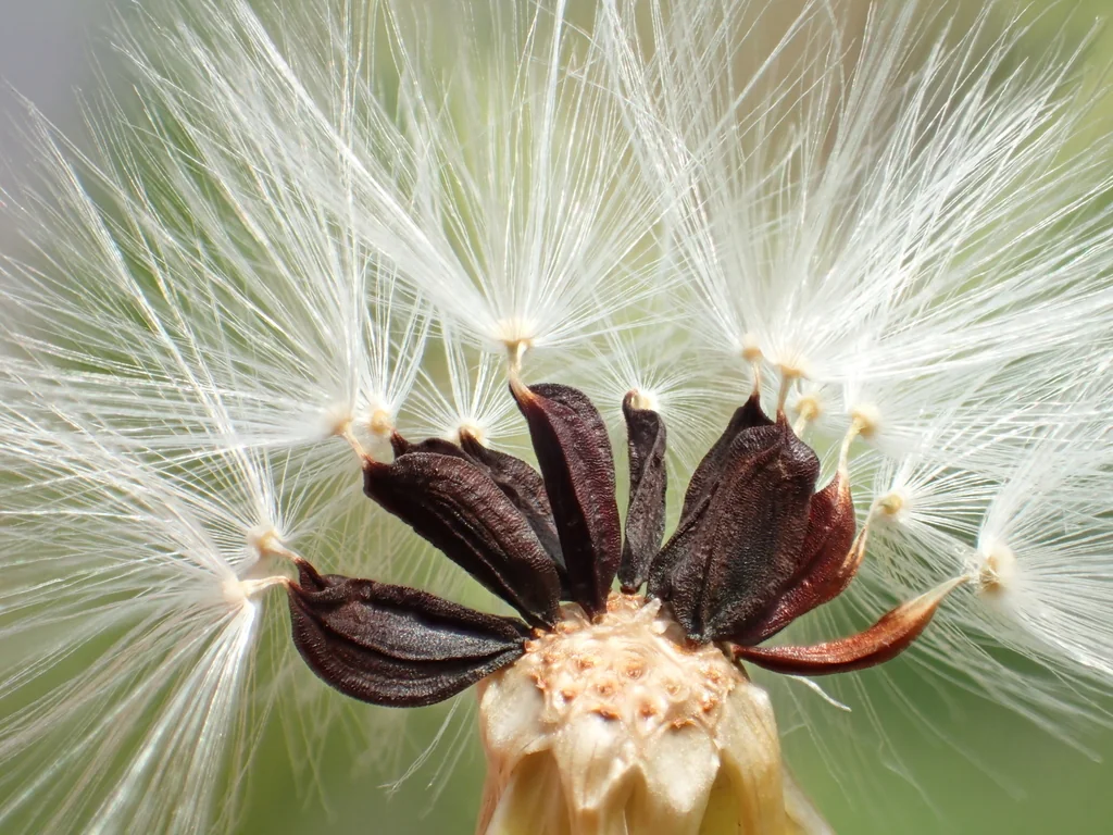 Lactuca Sativa