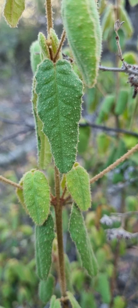 Correa Reflexa