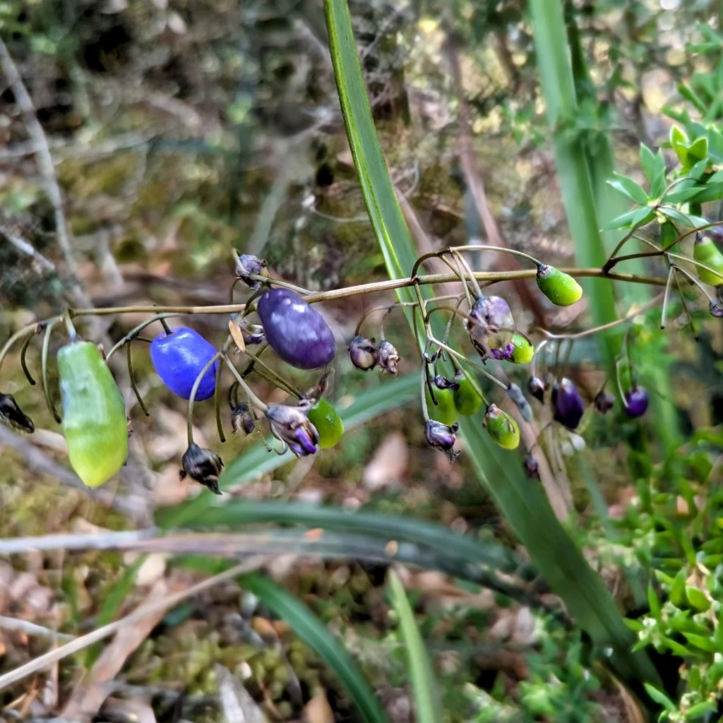 Dianella Tasmanica