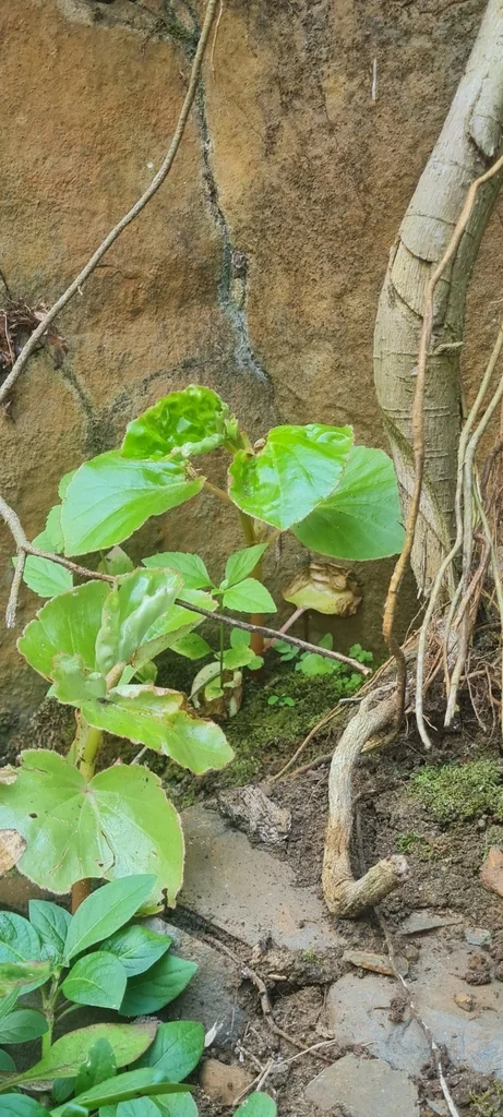 Begonia semperflorens