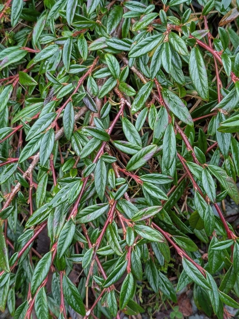 Cotoneaster Salicifolius