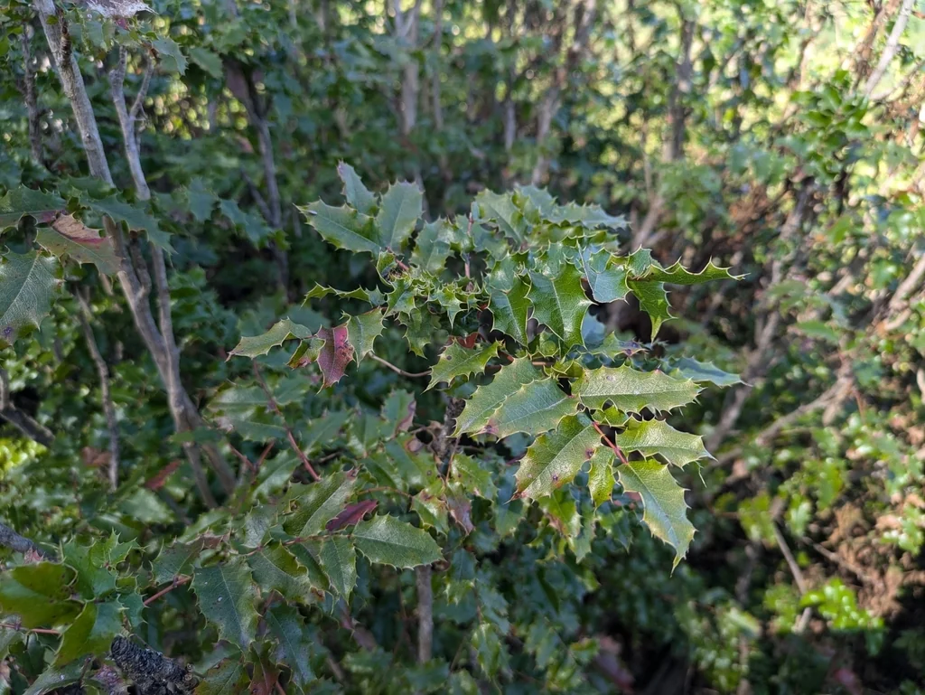 Berberis Pinnata