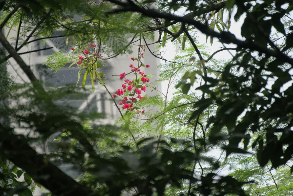 Bougainvillea Spectabilis